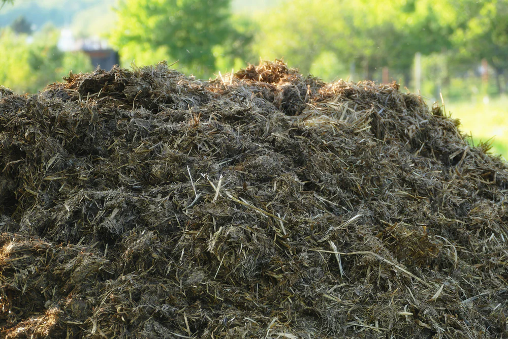 organic manure (cow dung compost)